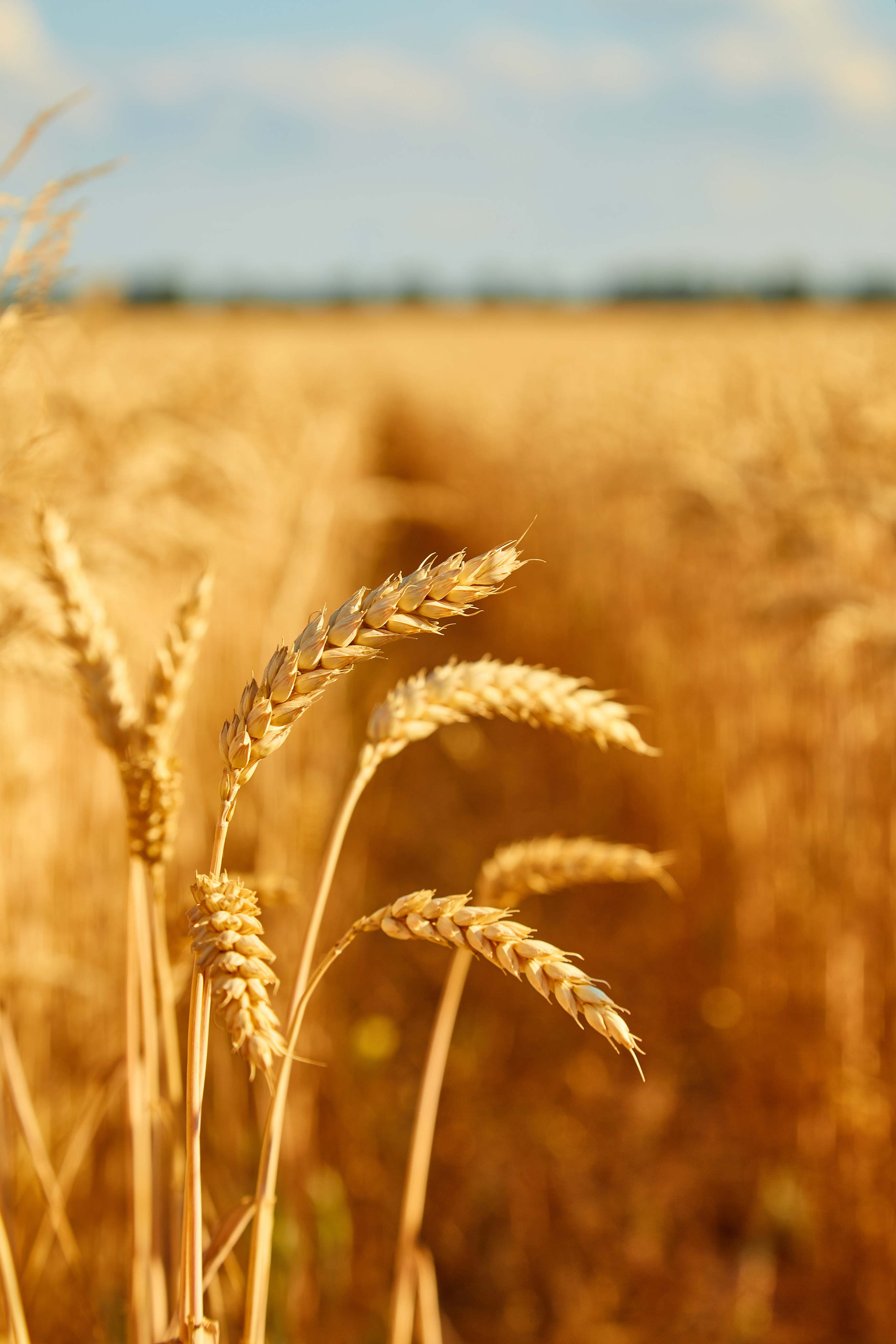 Agrogator agriculture visual